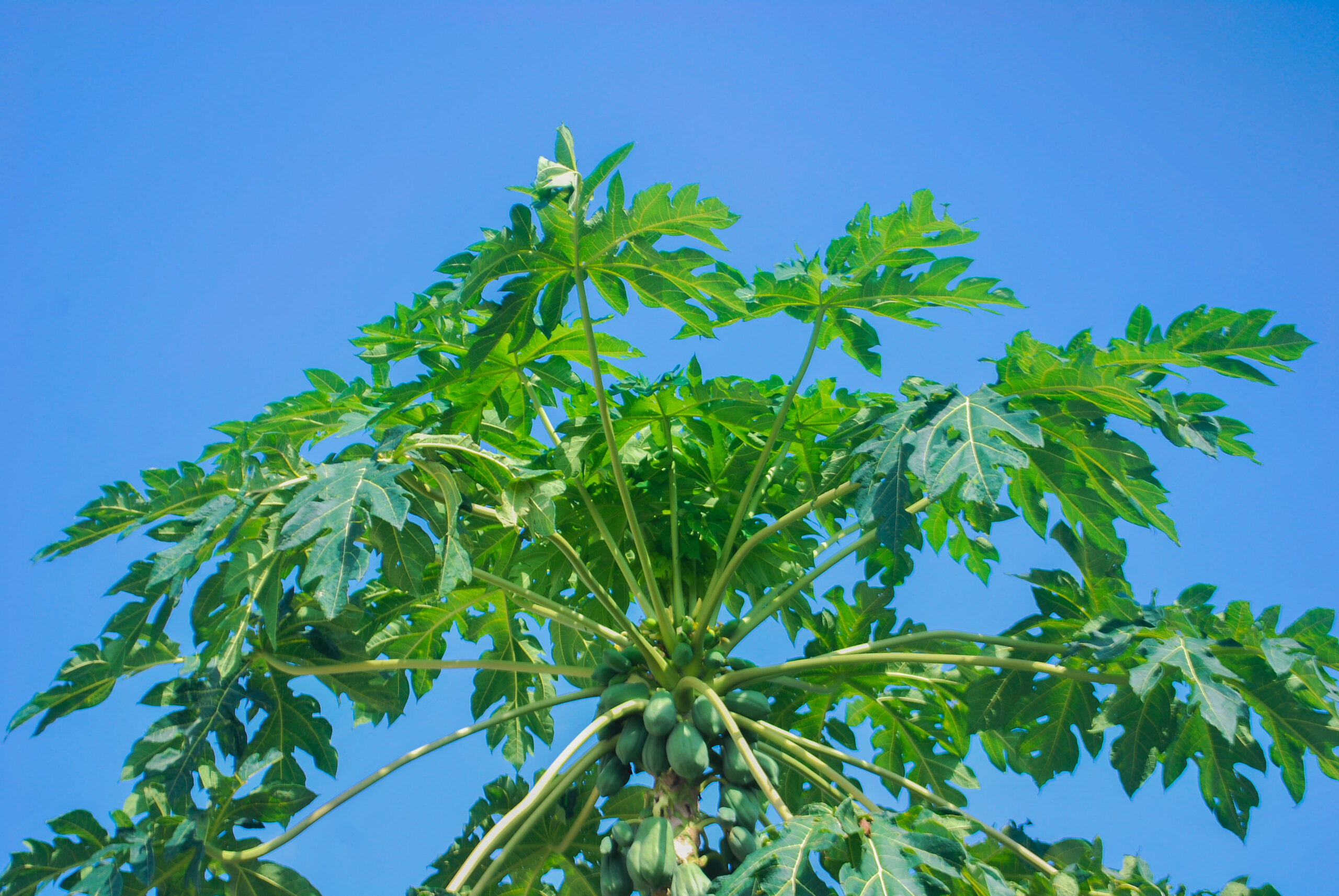 Traditional medicinal plants offer hope for men’s health