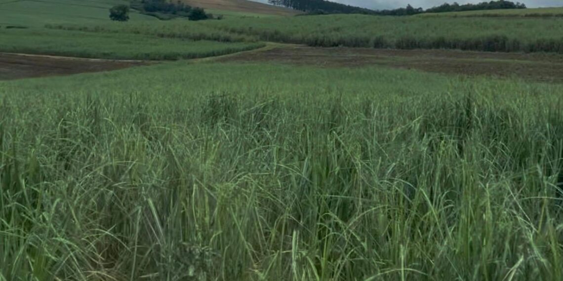 Sugarcane farmers in KwaZulu-Natal face an uncertain future as the liquidation of Tongaat Hulett threatens the survival of thousands of local growers. Photo: Lisakanya Venna/Food For Mzansi