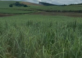 Sugarcane farmers in KwaZulu-Natal face an uncertain future as the liquidation of Tongaat Hulett threatens the survival of thousands of local growers. Photo: Lisakanya Venna/Food For Mzansi
