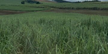 Sugar crisis as Tongaat Hulett files for provisional liquidation