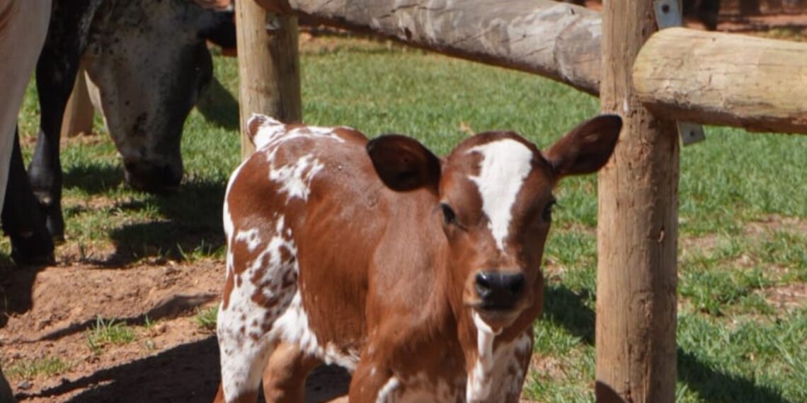 The rare dwarf calf born at Vergelegen in Somerset West. Photo: Vergelegen Wine Estate