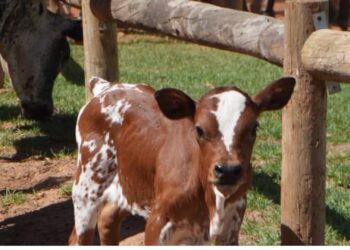 The rare dwarf calf born at Vergelegen in Somerset West. Photo: Vergelegen Wine Estate