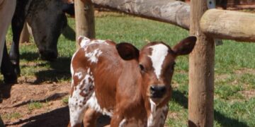 The rare dwarf calf born at Vergelegen in Somerset West. Photo: Vergelegen Wine Estate