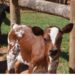 Rare dwarf Nguni calf at Vergelegen steals hearts