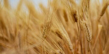 The Information Regulator’s enforcement notice against the JSE could mark a turning point for South Africa’s grain and oilseed markets. Photo: Pexels