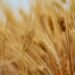 Grain industry eyes increased transparency after pivotal JSE ruling