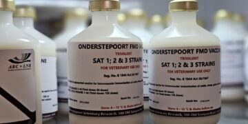 South Africa ramps up its fight against foot-and-mouth disease outbreak with the first locally produced vaccine in nearly 20 years, combining state-funded immunisation, strict movement controls, and high-containment research facilities to protect livestock and safeguard farmers’ livelihoods. Photo: Department of Agriculture