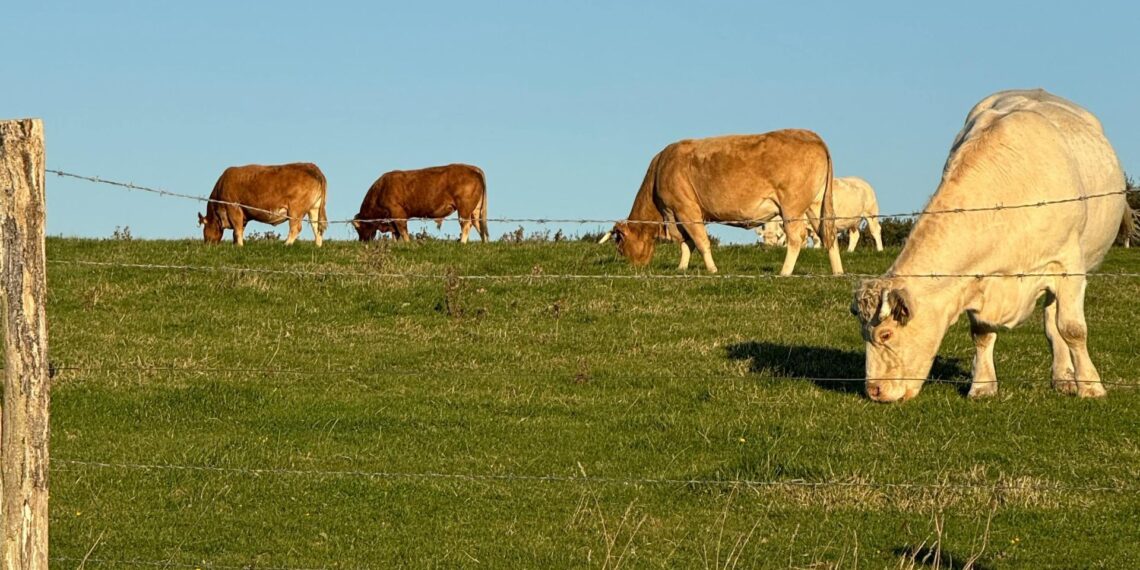 Agricultural economist and Land Bank Insurance strategic partnerships manager Lunga Njara explains why farm insurance is a core business tool in South Africa’s high-risk climate. Photo: Pexels