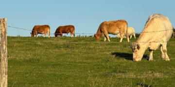 Agricultural economist and Land Bank Insurance strategic partnerships manager Lunga Njara explains why farm insurance is a core business tool in South Africa’s high-risk climate. Photo: Pexels