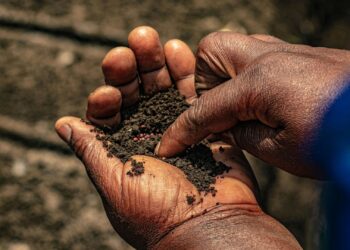 South Africa’s seed landscape is at a crossroads. While formal systems offer high yields, informal networks preserve vital biodiversity. Photo: Pexels