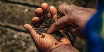 South Africa’s seed landscape is at a crossroads. While formal systems offer high yields, informal networks preserve vital biodiversity. Photo: Pexels