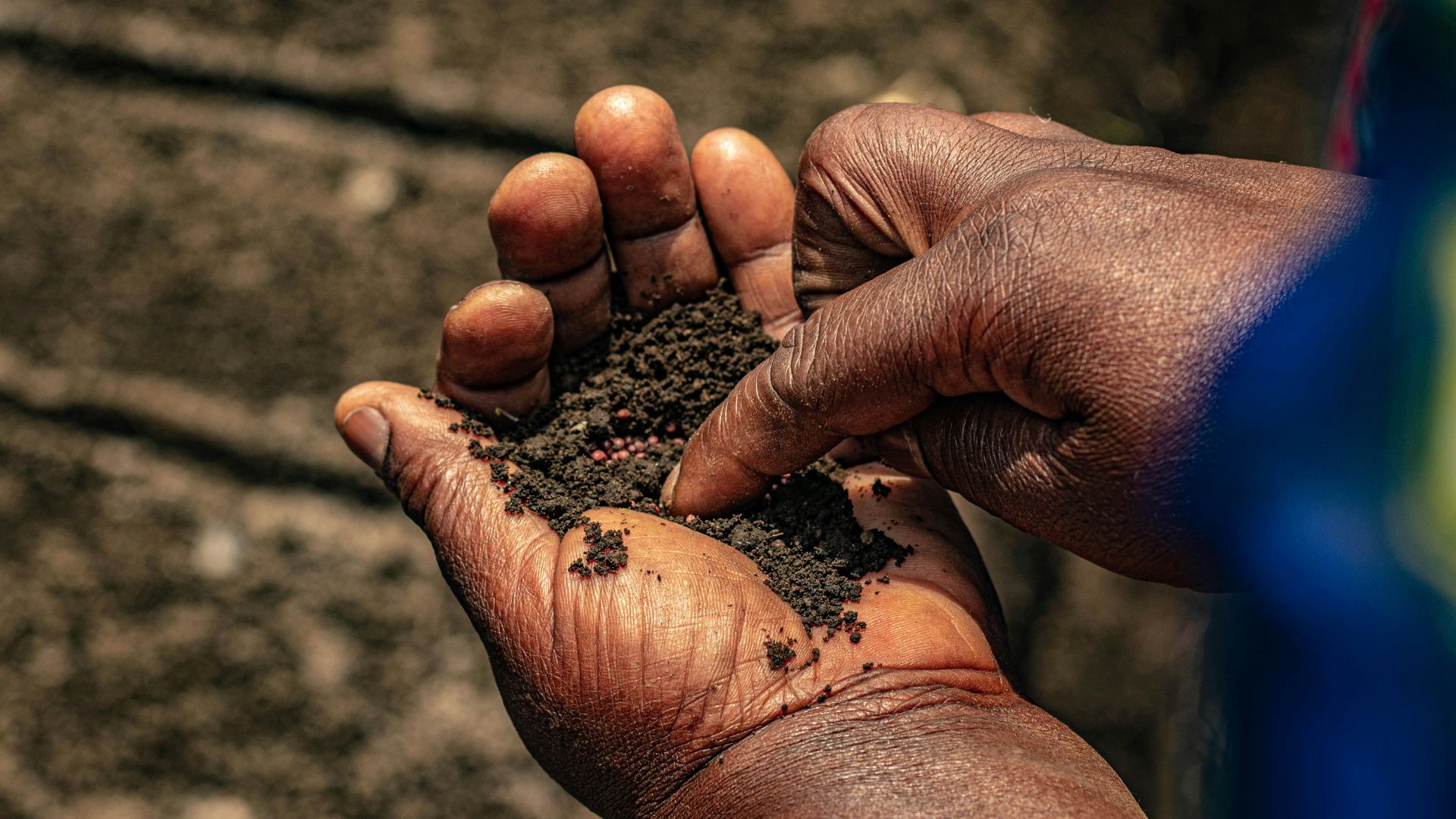 High-quality seeds, high stakes for smallholder farmers