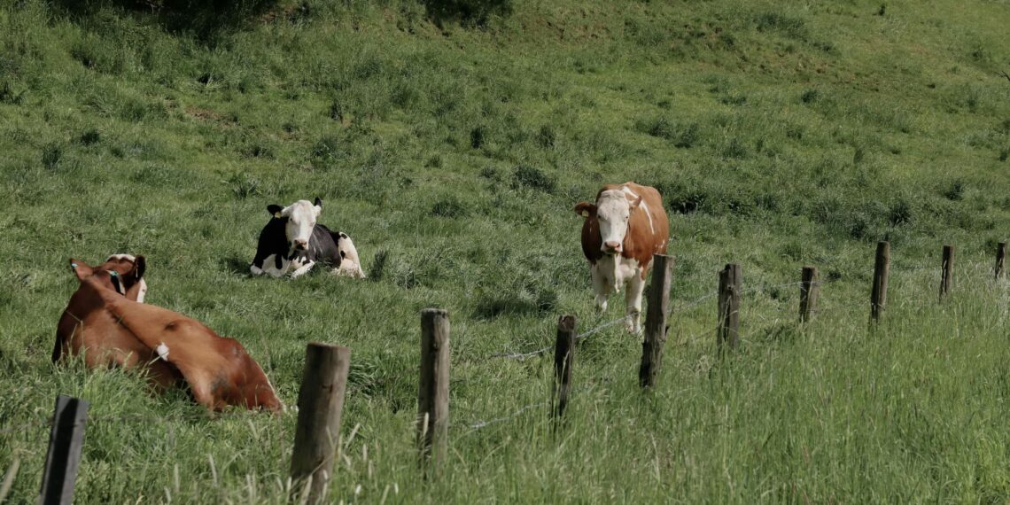 A well-planned grazing camp system, based on annual field assessments, rotational grazing and careful monitoring of palatable species, can help farmers improve pasture health, reduce feed costs, and support soil conservation throughout the year. Photo: Pexels