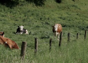 A well-planned grazing camp system, based on annual field assessments, rotational grazing and careful monitoring of palatable species, can help farmers improve pasture health, reduce feed costs, and support soil conservation throughout the year. Photo: Pexels