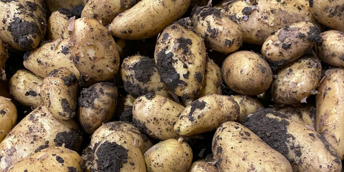While South Africans enjoy cheaper vegetables, potato farmers are struggling to stay afloat. Market data show potato prices fell 7% week-on-week in February, continuing a months-long slump. Photo: Pexels
