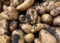 Cheap potatoes bring relief to consumers, pain to farmers