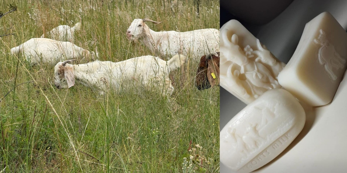 Creamy, consistent and commercially viable, Saanen goats are powering the future of dairy agro-processing.
Photos: Supplied/Food For Mzansi