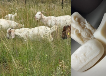 Turning goat milk into gold: Farmers tap agro-processing power