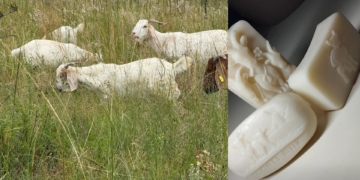 Turning goat milk into gold: Farmers tap agro-processing power