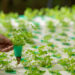 Hydroponics