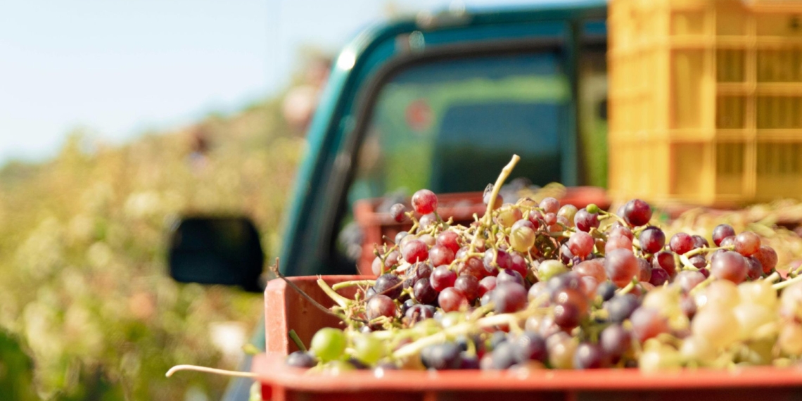 Global fruit trade is changing fast. Consumers now demand full traceability and sustainability. Photo: Pexels