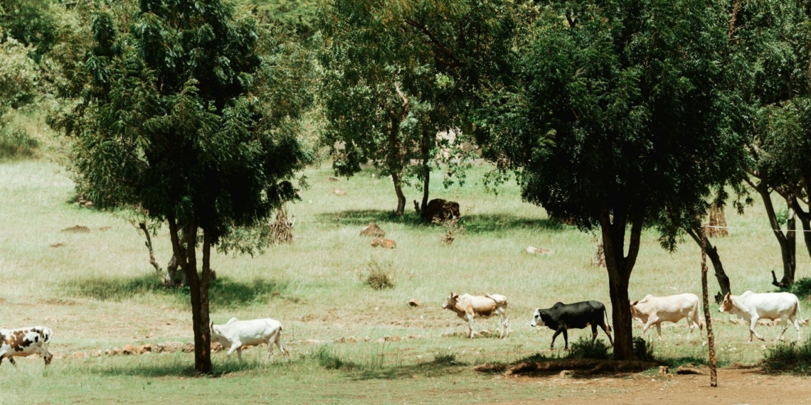 With 91% of South Africa classified as drylands by the United Nations Environment Programme, sustainable farming is essential to protect soil, sustain productivity and secure long-term agricultural resilience. Photo: Pexels