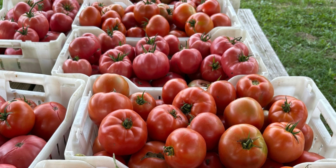 Learn essential post-harvest tomato handling techniques to preserve quality, reduce losses, and maximise market value from farm to table. Photo: Pexels