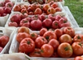 Learn essential post-harvest tomato handling techniques to preserve quality, reduce losses, and maximise market value from farm to table. Photo: Pexels
