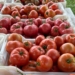 Why post-harvest tomato handling is key to profits