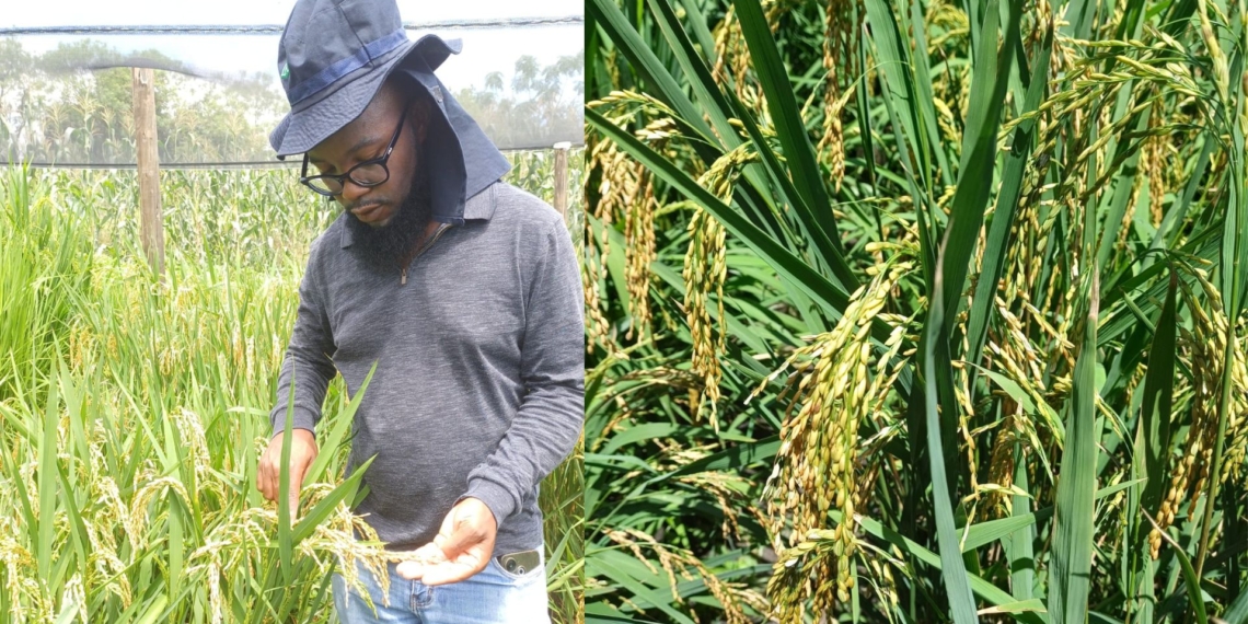Researcher with the Agricultural Research Council, Timmy Baloyi, during site visits to rice production projects in the Eastern Cape.
Photos: Supplied/Food For Mzansi