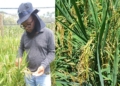 Testing the waters: Can the Eastern Cape grow SA’s rice?