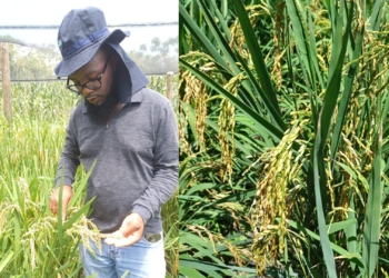 Testing the waters: Can the Eastern Cape grow SA’s rice?