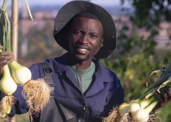 Agrolimo Farms: Tebogo turns schoolyards into Soweto’s pantry