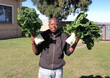 Jobless to boss: Sihle Petela grows jobs and crops in Mthatha