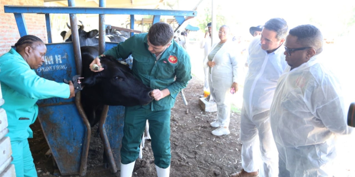 Minister John Steenhuisen looks on as cattle are being vaccinated in the Free State. Photo: Supplied/Food For Mzansi