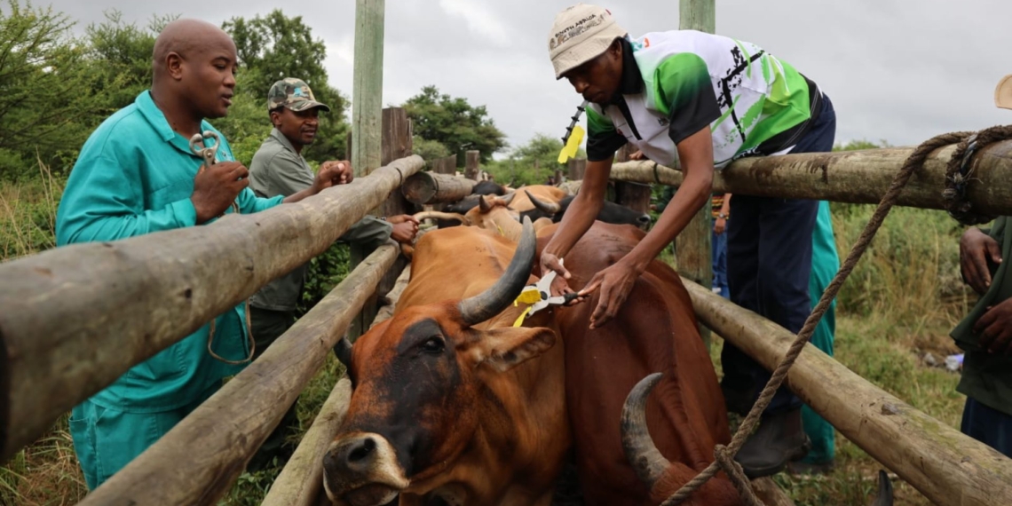 State veterinarians and animal health technicians vaccinating cattle at Middelkraal, North West. Photo: NW DARD