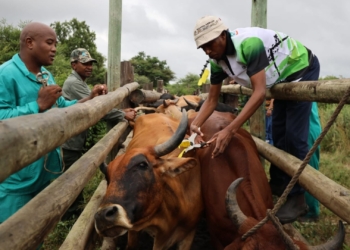 North West ramps up FMD vaccination drive in Marikana