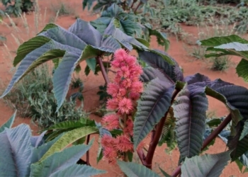 Castor bean farming could be SA’s next big opportunity
