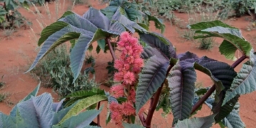 Agricultural economist and castor bean producer Lesedi Moseki outlines how South African farmers can tap into the growing demand for organic castor oil by navigating regulatory requirements, applying practical planting and irrigation guidelines, and leveraging the crop’s resilience to build a sustainable local industry. Photo: Lesedi Moseki