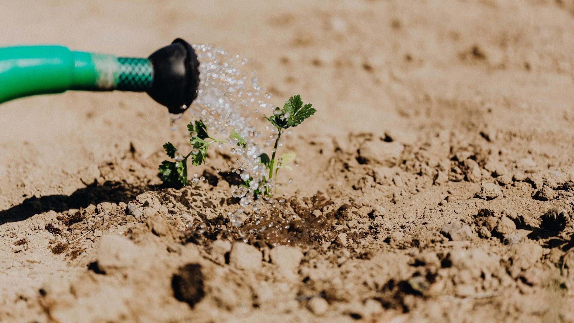 No water, no farming: Broken pipes halt KZN women farmers