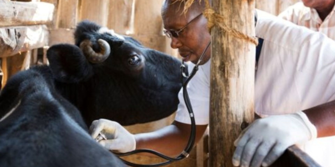 The University of Fort Hare has proposed South Africa’s second veterinary academic hospital to address the country’s vet shortage, expand clinical training, and improve livestock health services in rural communities. Photo: Supplied/Food For Mzansi