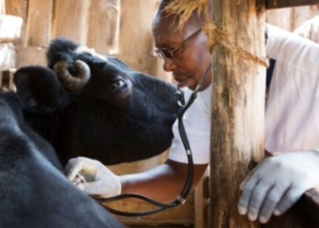 Fort Hare proposes SA’s second veterinary academic hospital