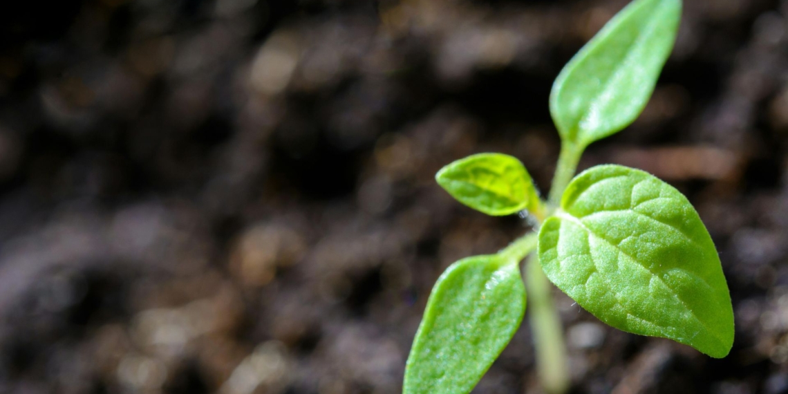 Venessa Moodley from Omnia shares insights on the growing role of biostimulants in helping crops improve nutrient use efficiency, cope with stress such as drought, and maintain yield and quality. Photo: Pexels