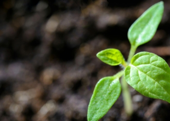 Biostimulants: Helping crops beat stress and boost yield