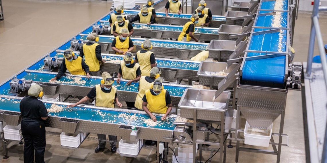 Workers at a macadamia factory. South Africa’s macadamia industry sees a boost in 2026 as US and China tariffs drop. Photo: Supplied/Food For Mzansi
