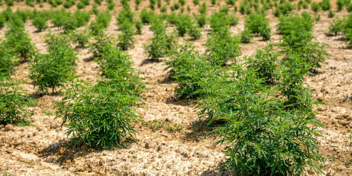 South Africa’s emerging hemp industry offers farmers opportunities across food, fibre and medicinal markets, but success depends on understanding regulations, selecting suitable seed and end-use markets before planting. Photo: Pexels