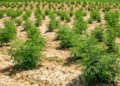 South Africa’s emerging hemp industry offers farmers opportunities across food, fibre and medicinal markets, but success depends on understanding regulations, selecting suitable seed and end-use markets before planting. Photo: Pexels