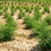 Hemp farming: How to master planning, permits and precision