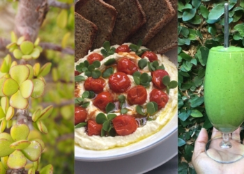 Spekboom recipe: The ‘wonder plant’ your kitchen needs