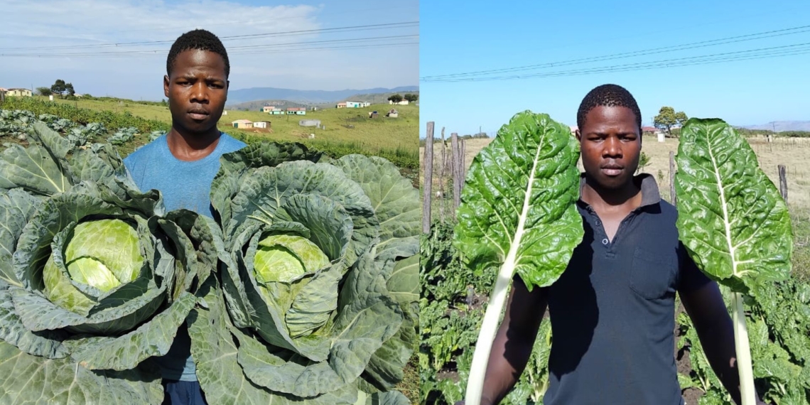 Lakhe Mangena’s doubts about the electrical engineering he chose at college sent him back home to do what they do best: farming. Photos: Supplied/Food For Mzansi